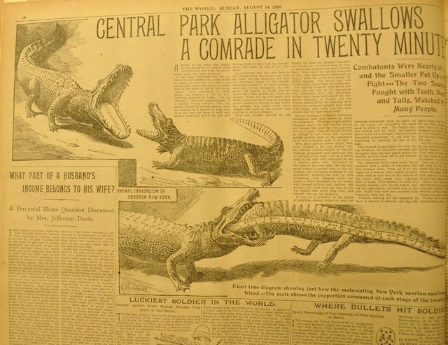 Alligator Swallows a Comrade