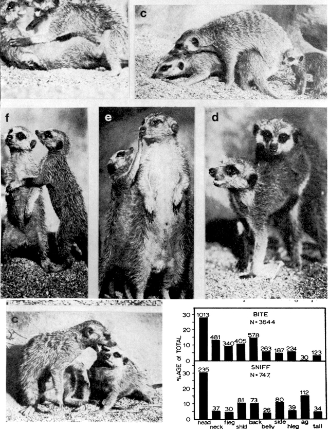 Data on meerkat social life