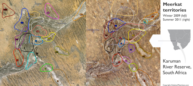 Map of meerkat clan territories