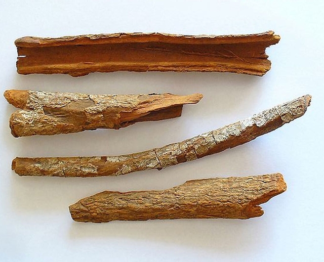 photograph of cinchona bark
