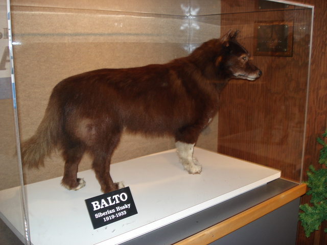 Balto the Dog