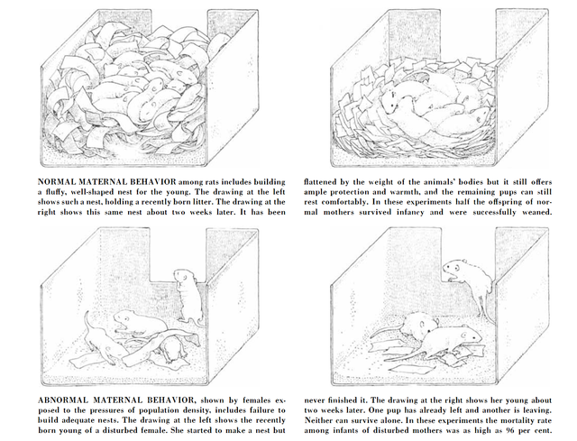 mice utopia experiment