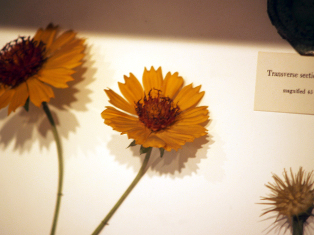 Glass flowers created by Leopold and Rudolph Blaschka