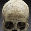 The skull of “Rojos”