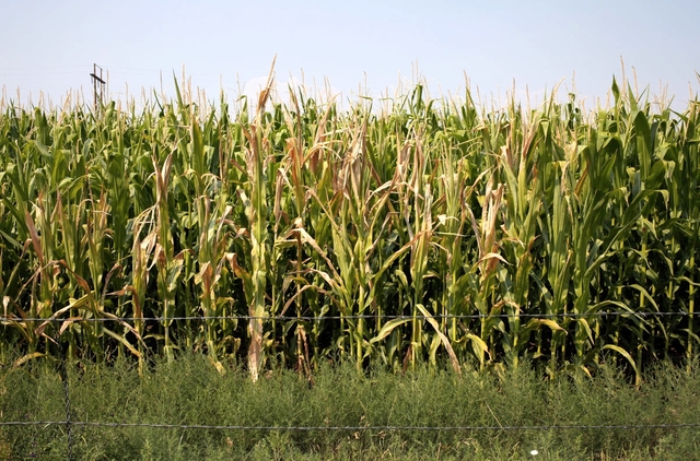 Corn at Poudre Canyon