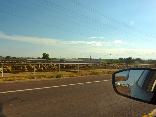 Sheep by Highway