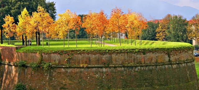 Autumn trees in Lucca