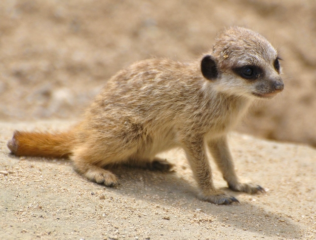 Baby Meerkat