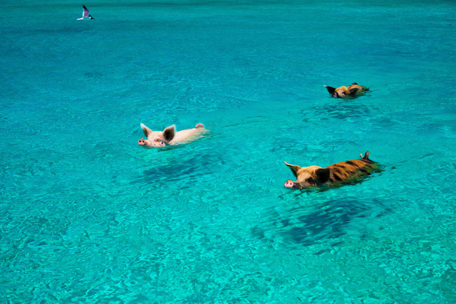 Pig Beach