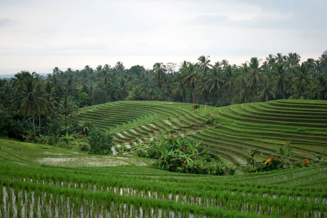 Rice Fields